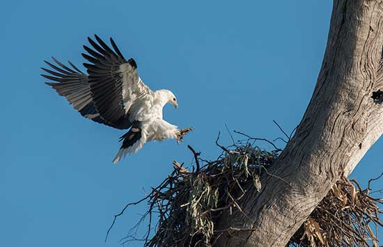  Sea Eagle landing on nest