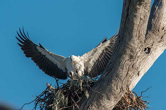  Sea Eagle landing on nest 