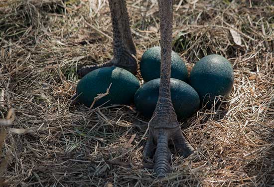  Emu Eggs 