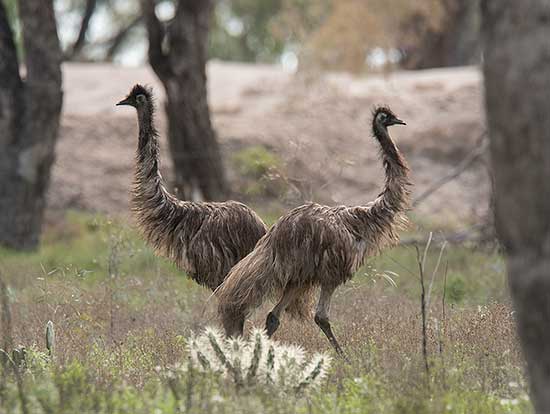 Emu at Grawin