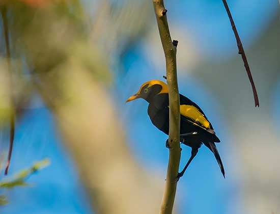  Regent Bowerbird 