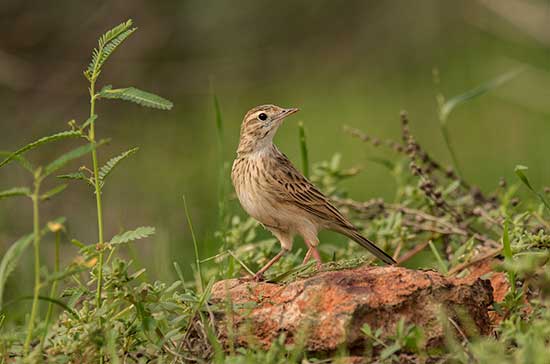  Australasian Pipit 